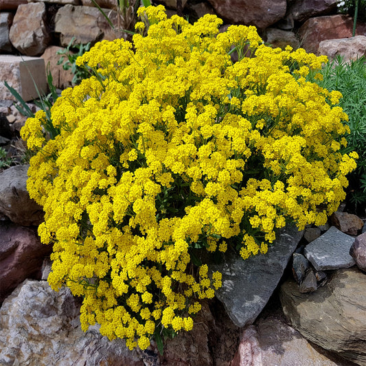 Basket of Gold Seeds (Alyssum saxatile)