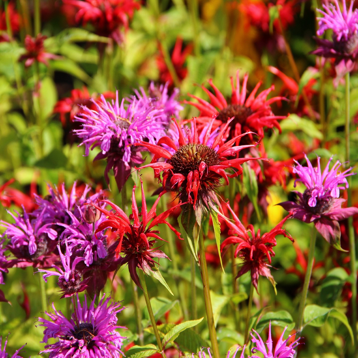 Bee Balm - Bergamot Seeds (Monarda fistulosa)