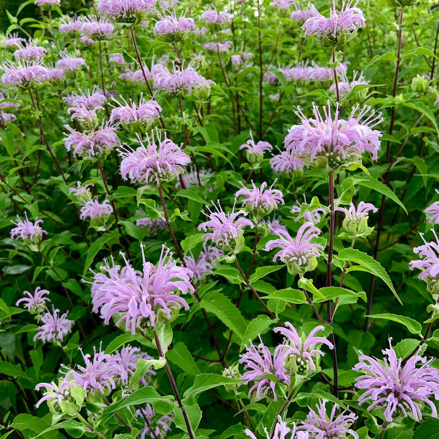 Bee Balm - Bergamot Seeds (Monarda fistulosa)