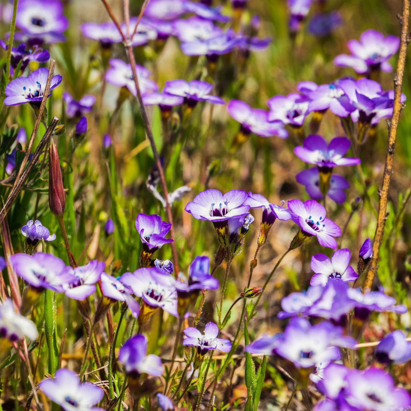 eyeball plant seeds Bird'S Eyes Seeds (Gilia Tricolor)