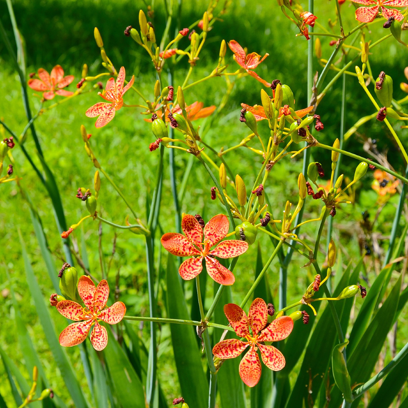 blackberry seeds for planting Blackberry Lily Seeds (Belamcanda Chinensis)