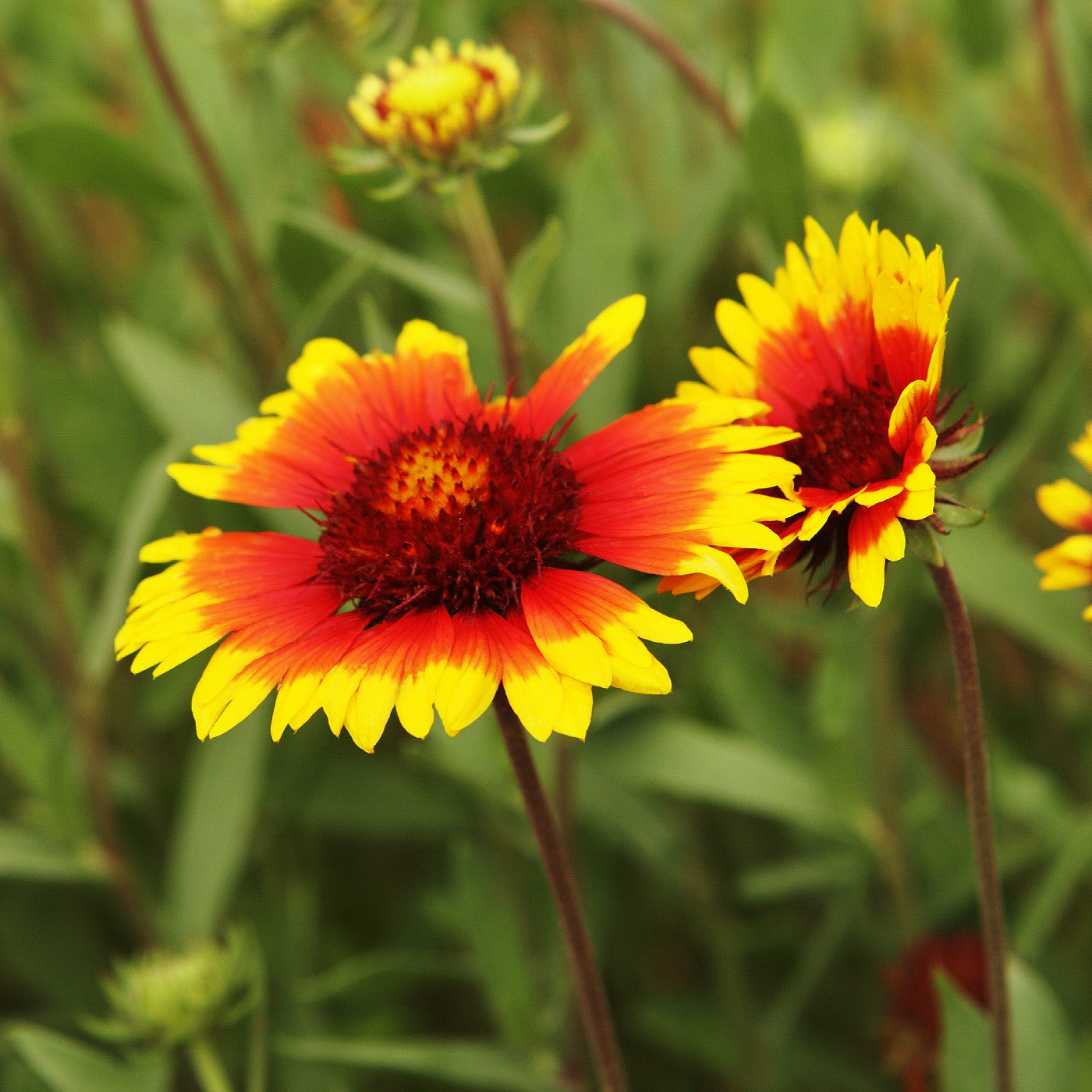 Blanket Flower Seeds (Gaillardia aristata)