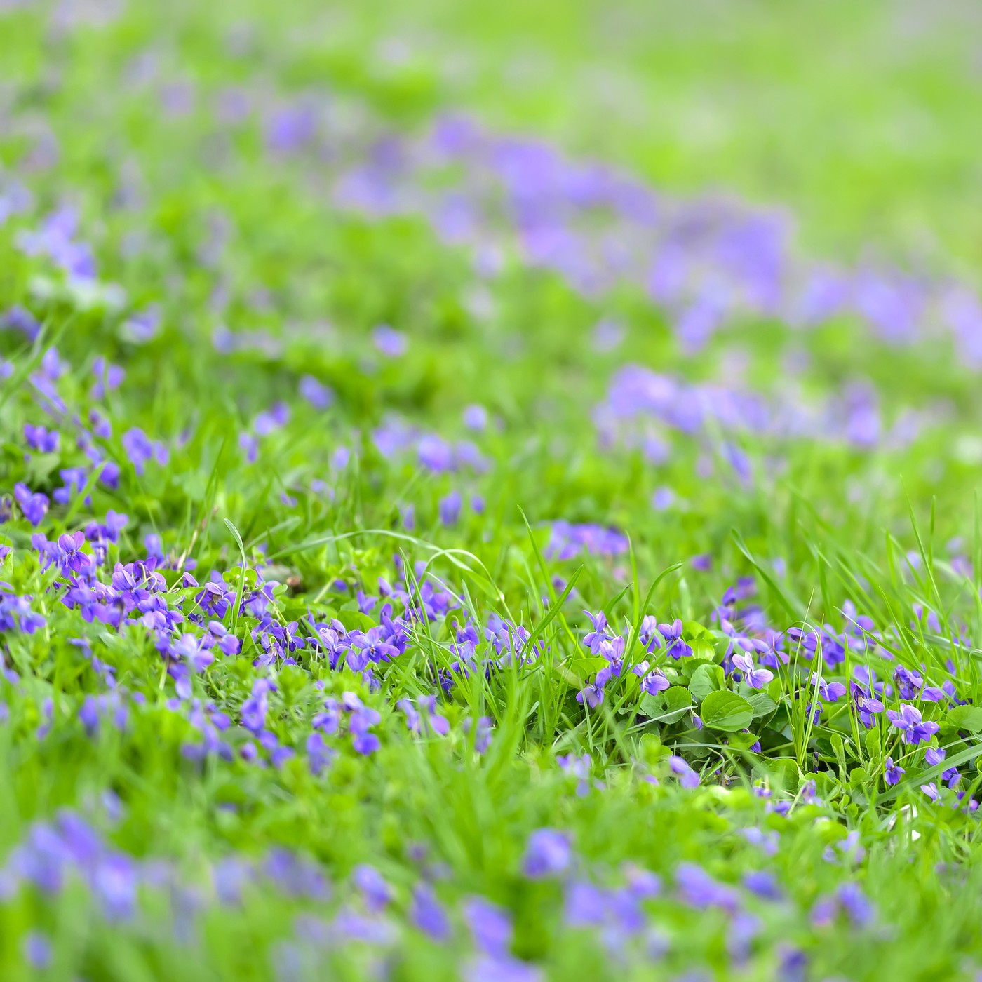 Violet - Common Blue Seeds (Viola papillonacea)