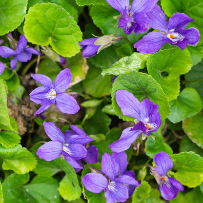 Violet - Common Blue Seeds (Viola papillonacea)