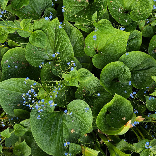 Brunnera macrophylla Blue