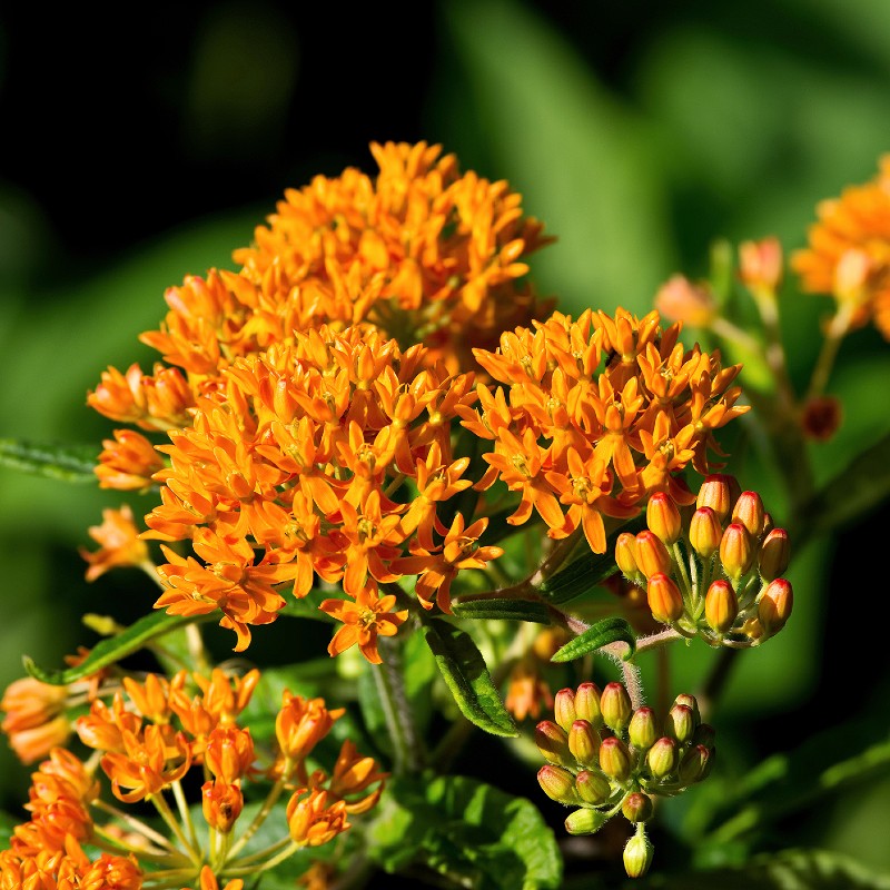 butterfly plant seeds Butterfly Weed Seeds (Asclepias Tuberosa)