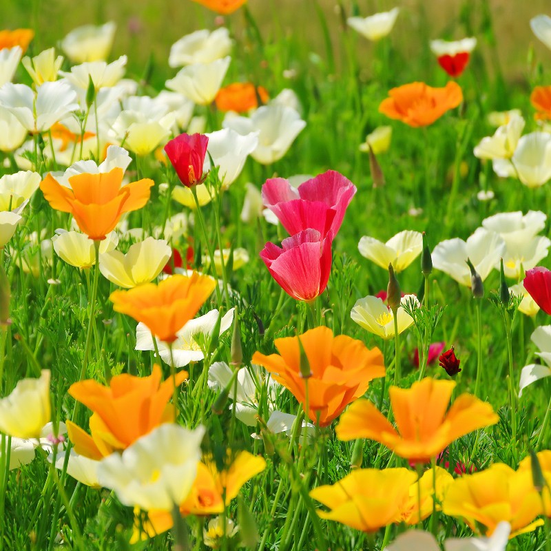 northern california wildflower seed mix California Poppy Mix Seeds (Eschscholzia Californica)