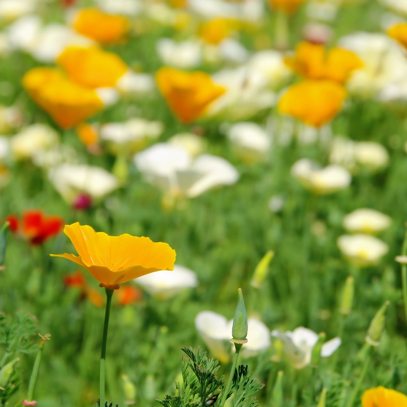 California Poppy Mix Seeds (Eschscholzia californica)