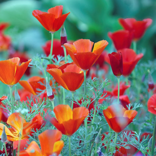 California Poppy Red Seeds (Eschscholzia californica)