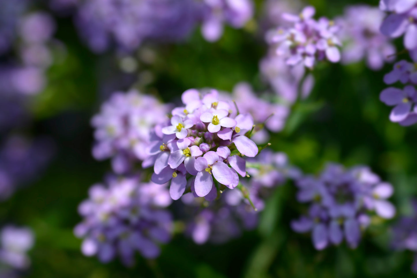 Candytuft Seeds (Iberis umbellata)