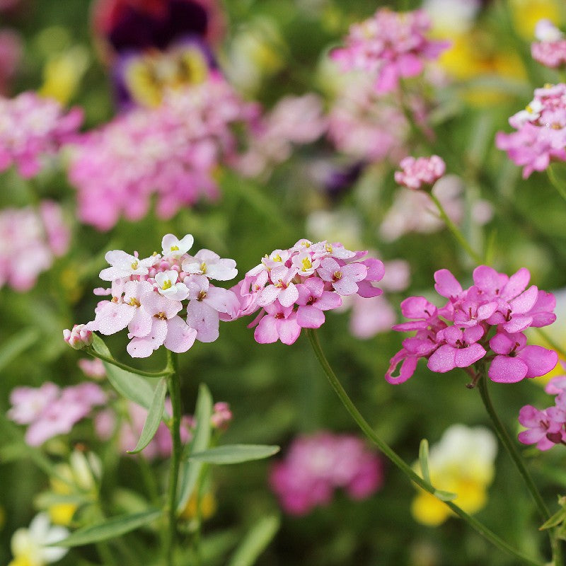 Candytuft Seeds (Iberis umbellata)