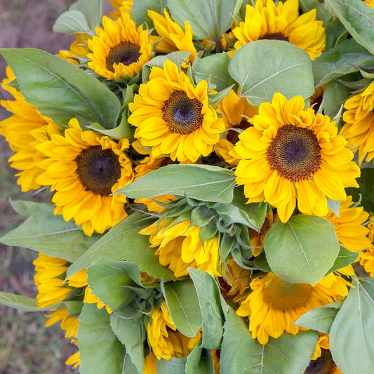 Sunflower Carousel Seeds (Helianthus annuus)