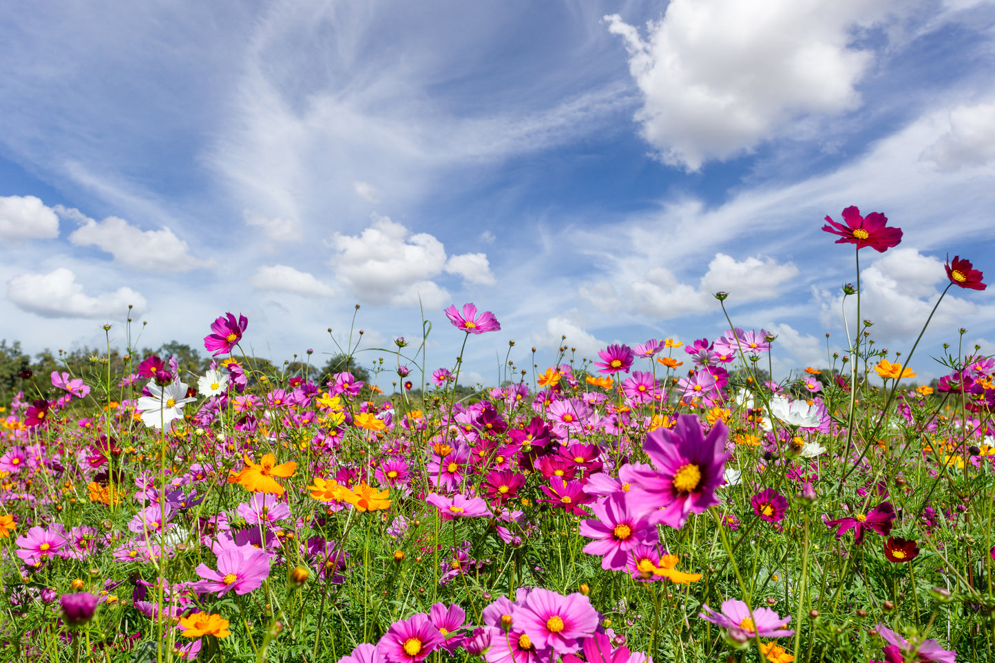 Deluxe Pollinator Wildflower Seed Mix