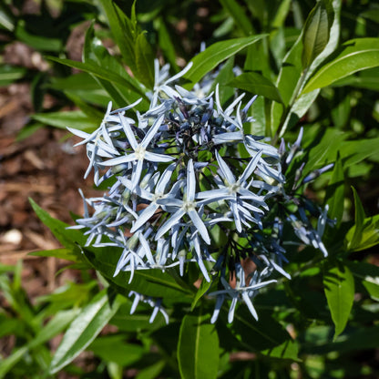 Eastern Bluestar Seeds (Amsonia tabernaemontana)
