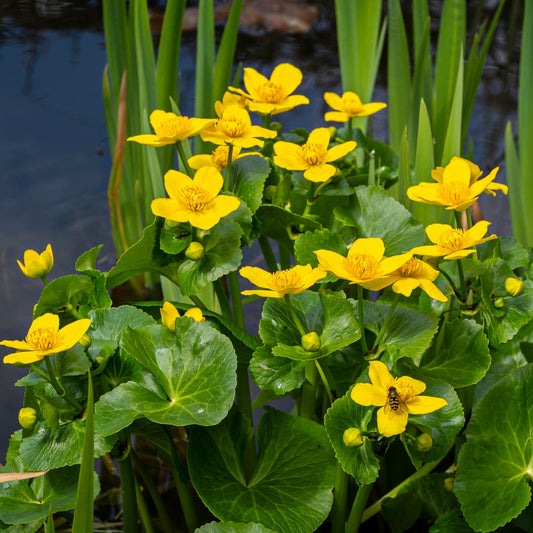 Marsh Marigold Seeds (Caltha palustris)