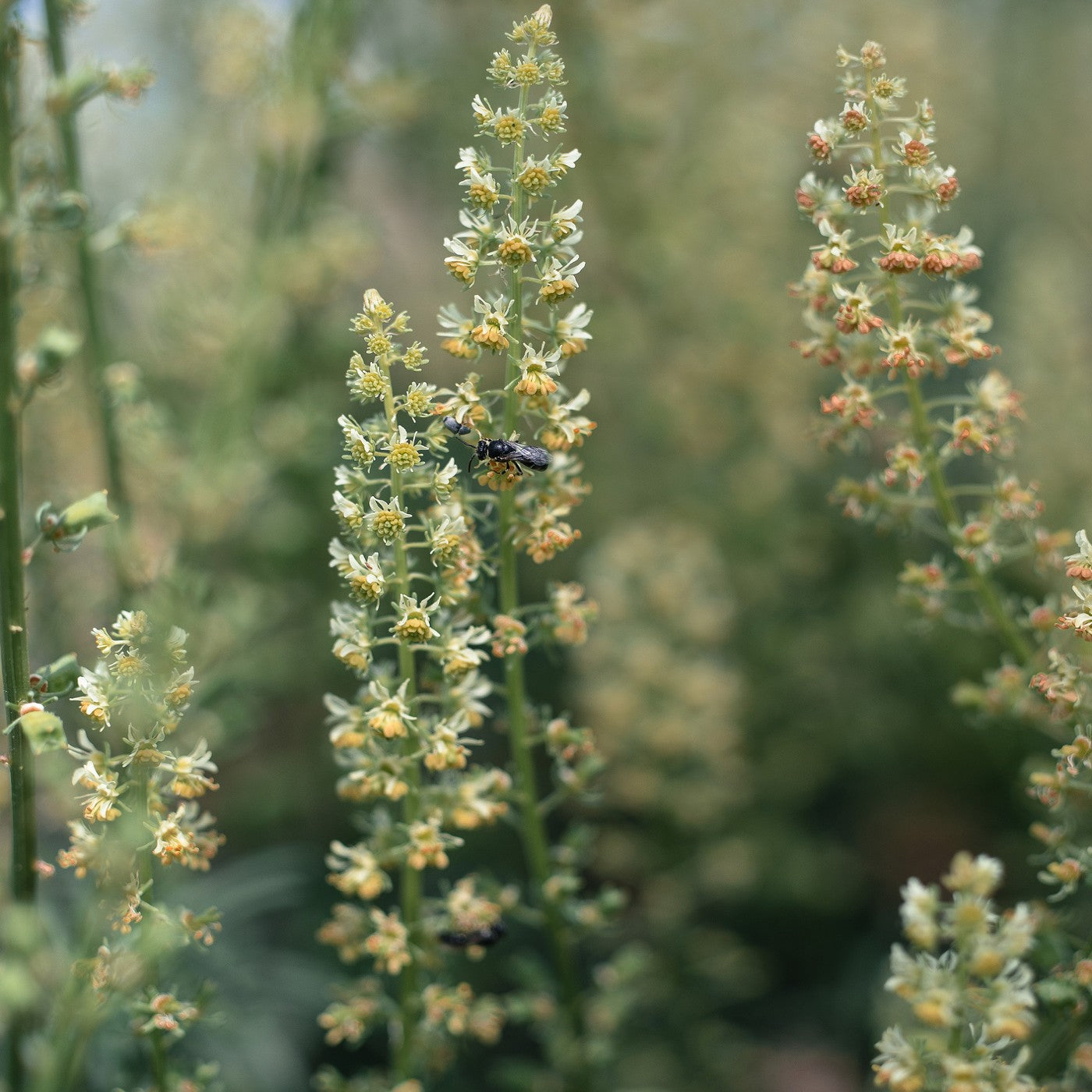 Mignonette Sweet Seeds (Reseda odorata)