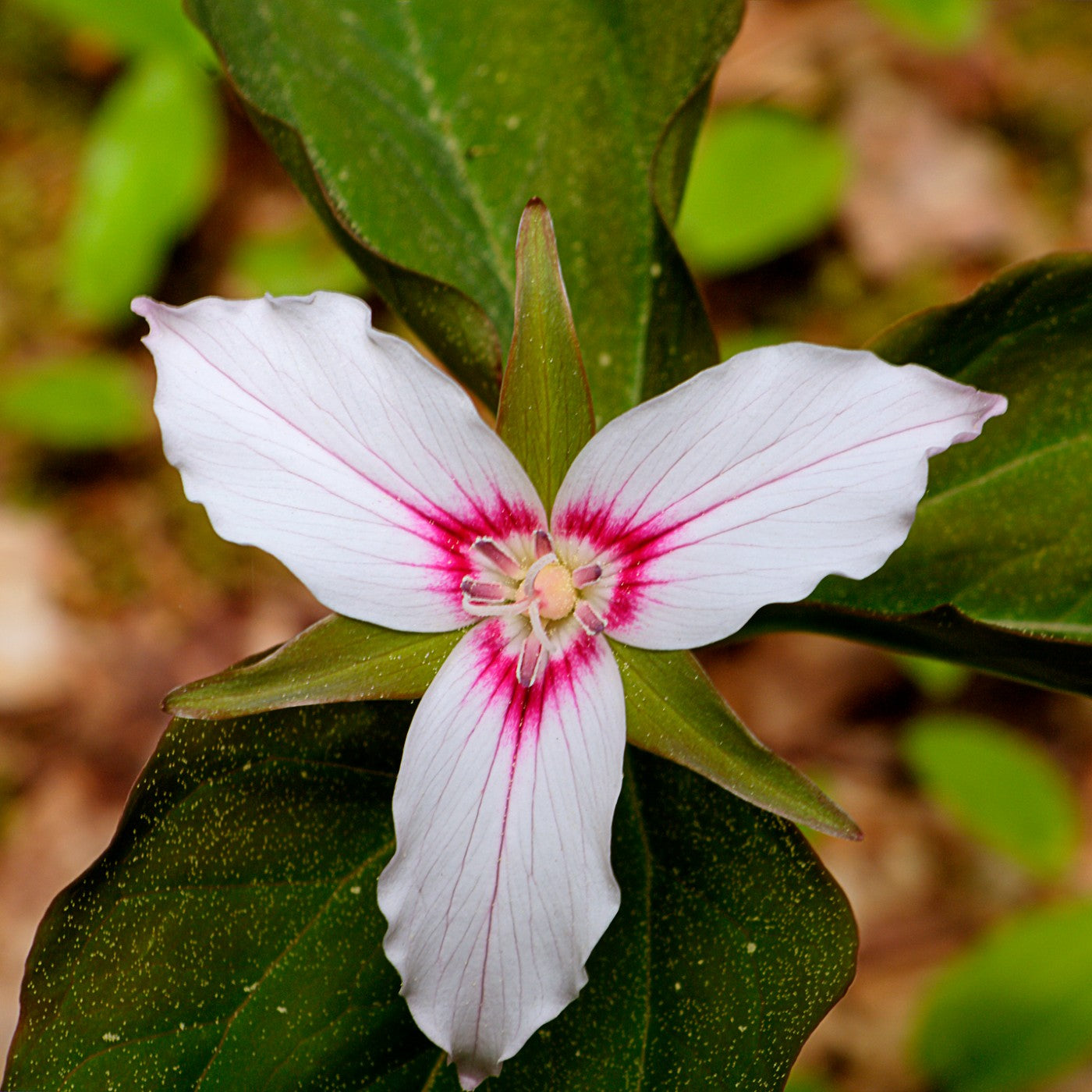trillium seeds planting Painted Trillium Seeds (Trillium undulatum)
