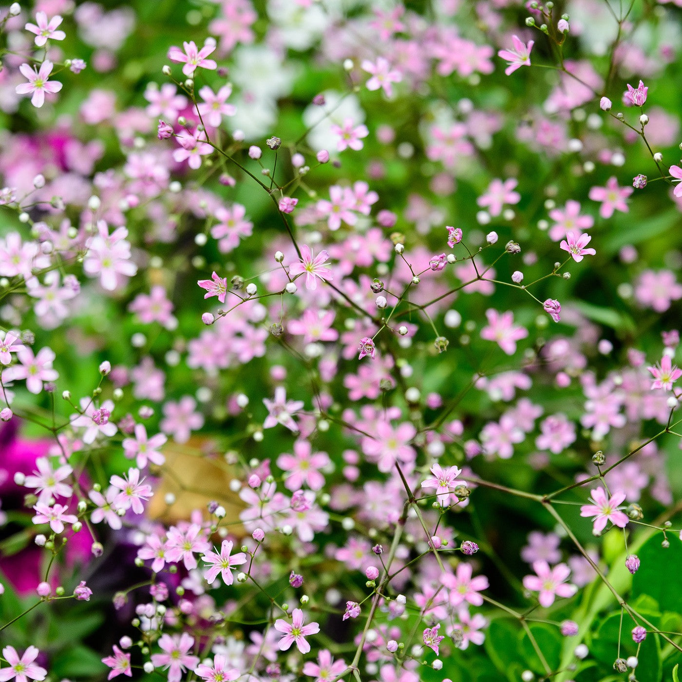baby's breath flower seeds Baby'S Breath Pink Carmine Seeds (Gypsophila Elegans)