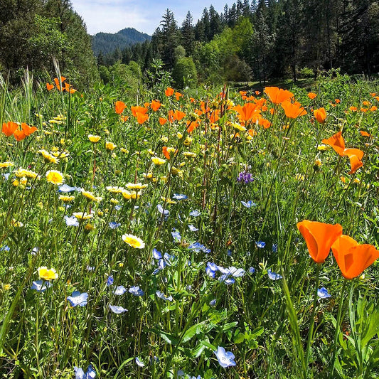 Pacific Northwest Native Wildflower Seed Mix
