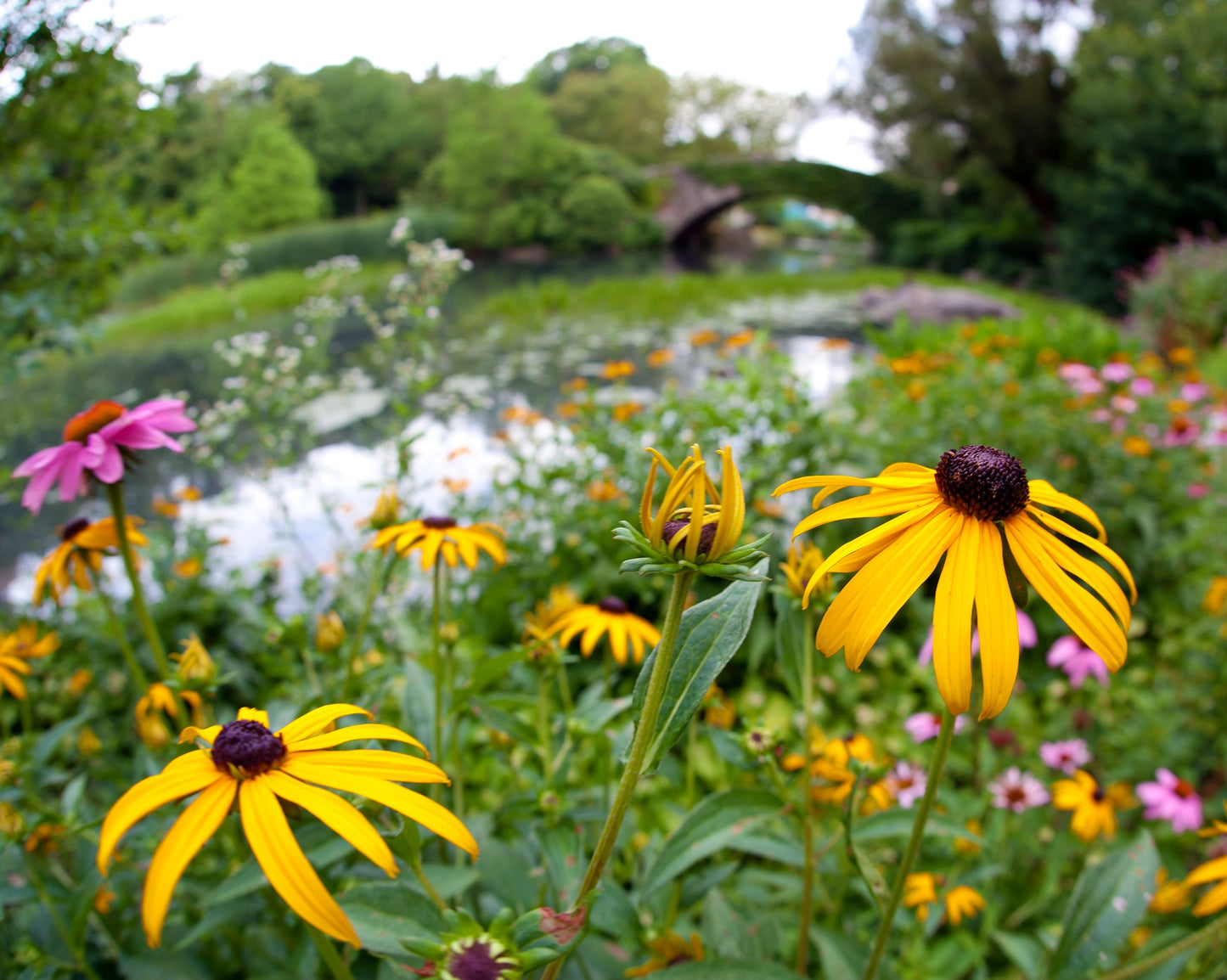 Moist Area Wildflower Seed Mix