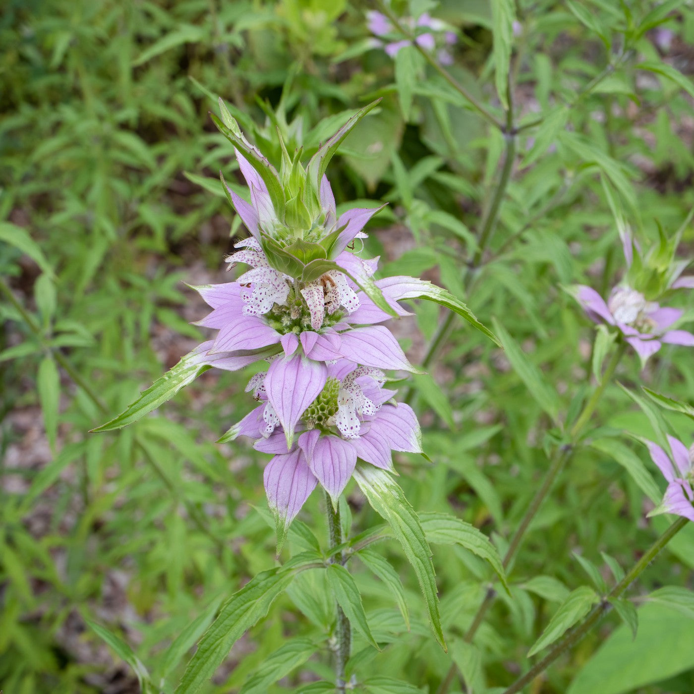 planting monarda seeds Bee Balm Spotted Seeds (Monarda Punctata)