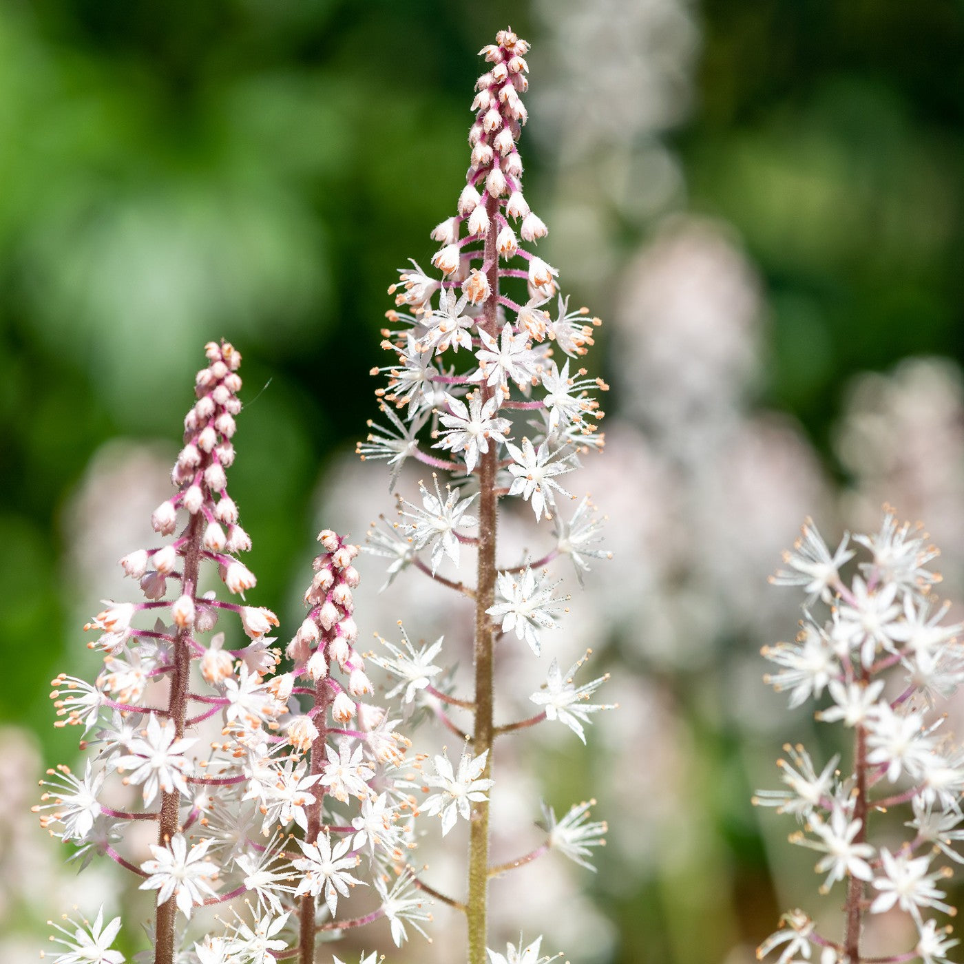 foam flower seeds Foamflower Seeds (Tiarella cordifolia)