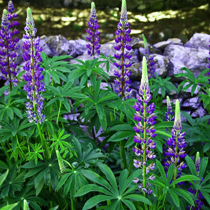 Blue Lupine (Lupinus Perennis) Growing Wild In Alaska Stock Photo - Foto 13