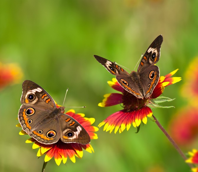 Native Perennial Wildflower Seed Mix