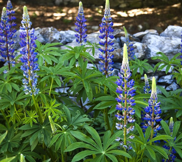 Native Perennial Wildflower Seed Mix