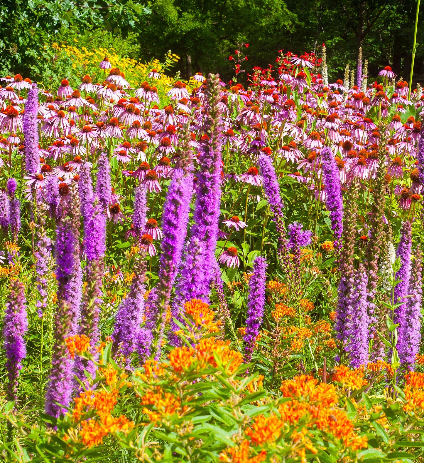 Native Perennial Wildflower Seed Mix