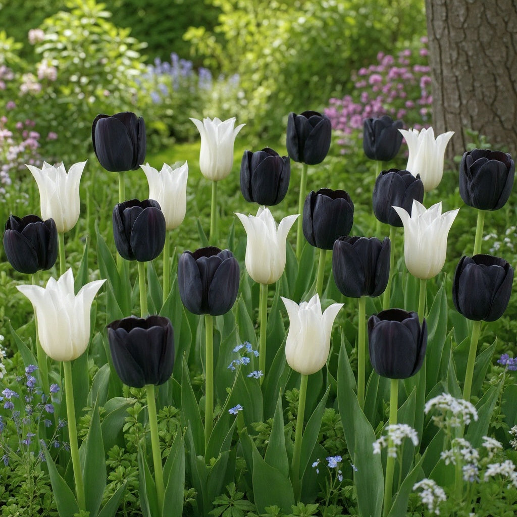 Tulip Oreo Blend