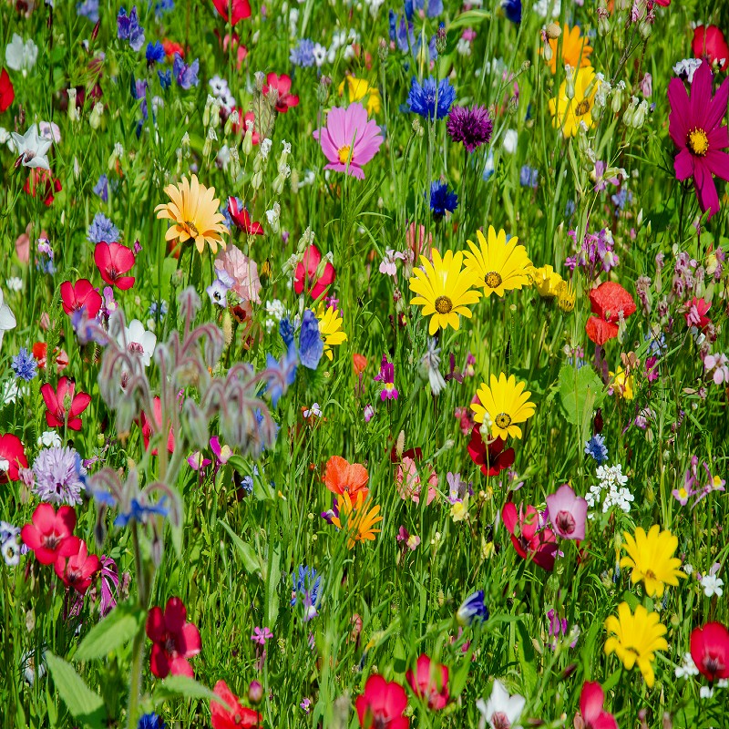 Pretty Patio Wildflower Seed Mix