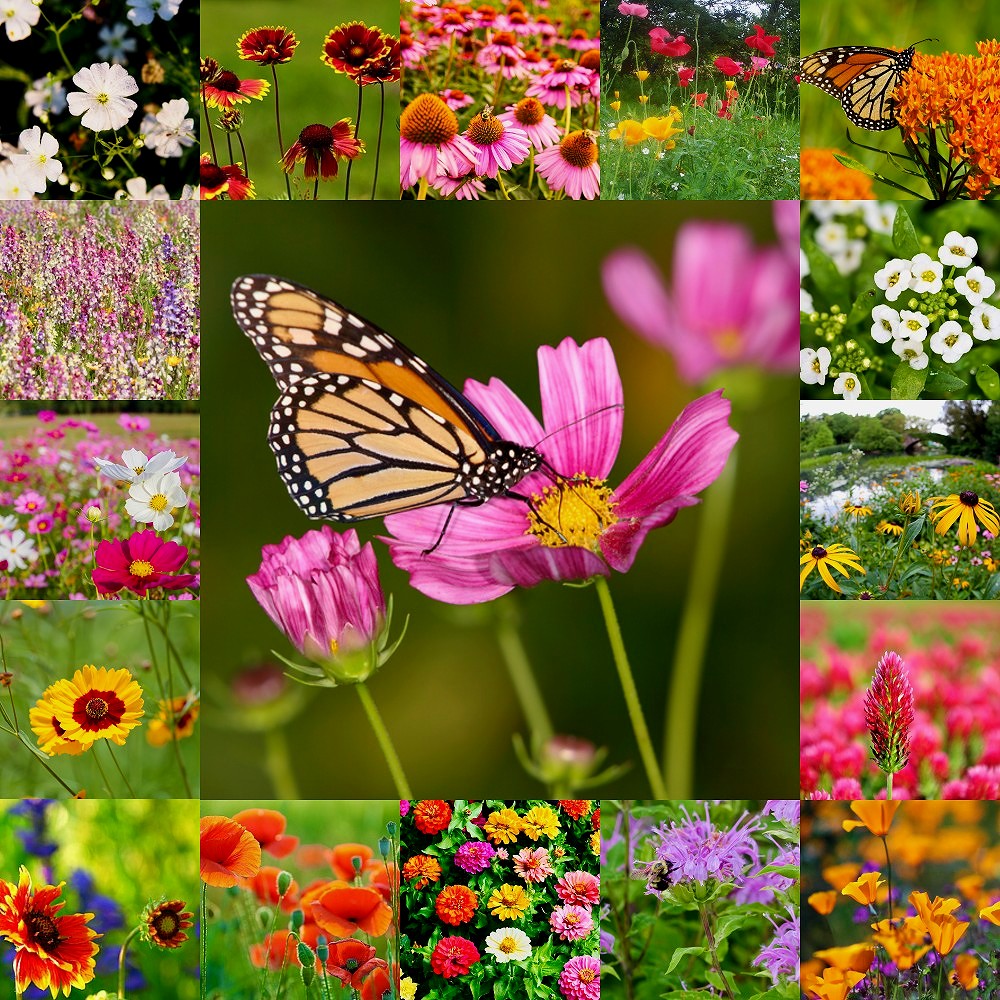 wildflower seeds for bees and butterflies Pollinator Pocket Garden Wildflower Seed Mix
