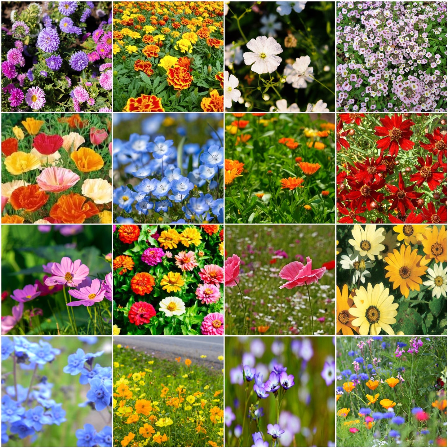 Pretty Patio Wildflower Seed Mix