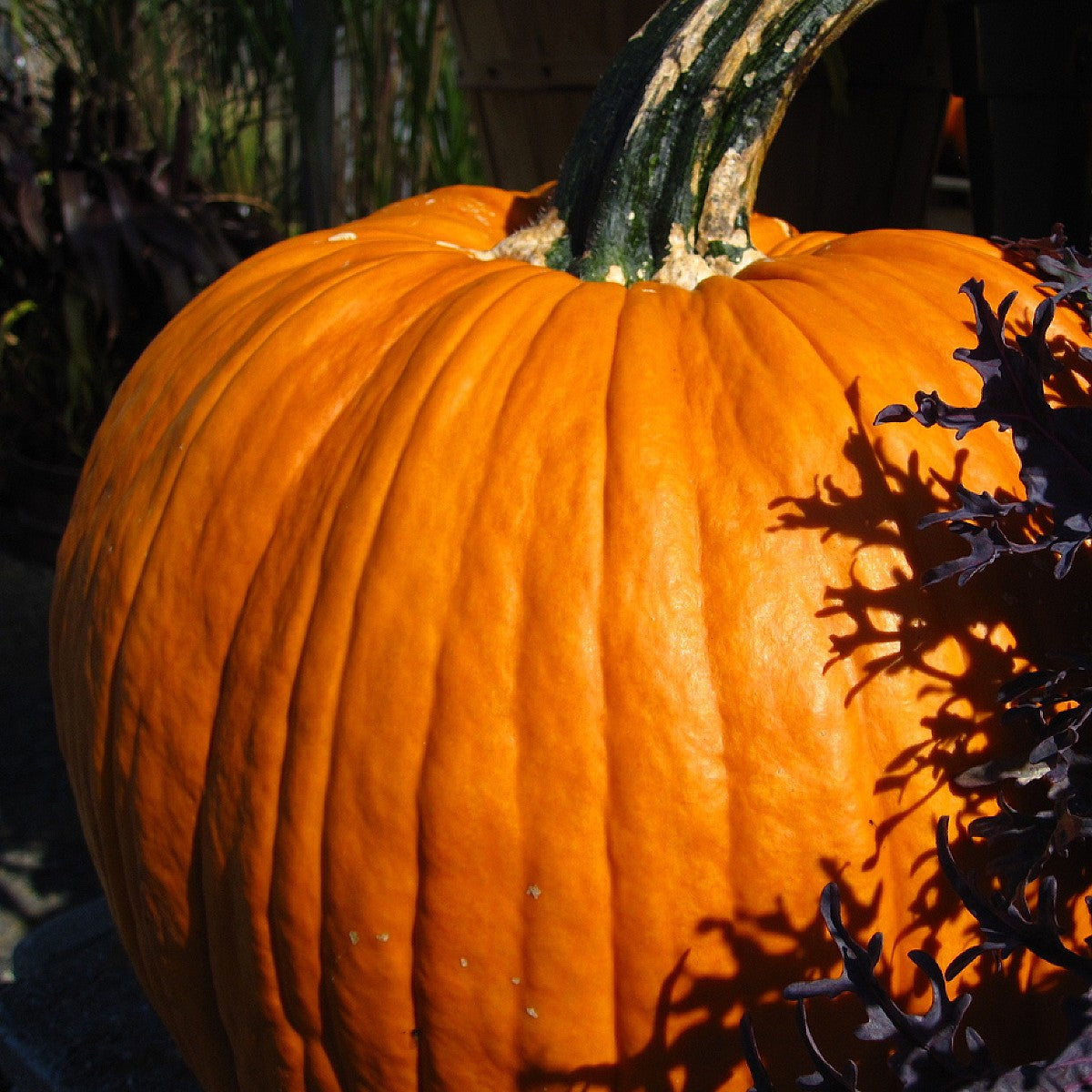 HERITAGE Pumpkin Connecticut Fields Seeds