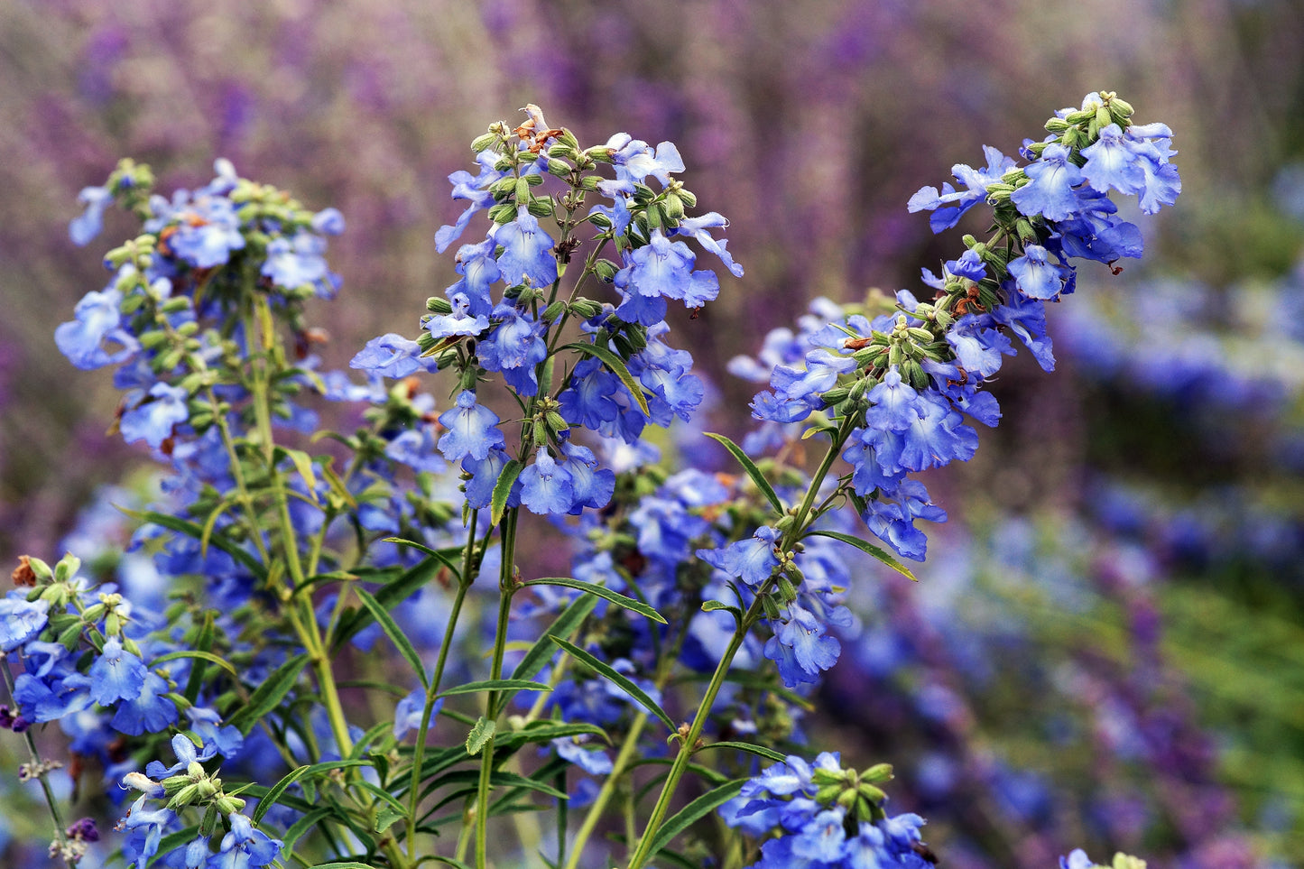 Sage Pitcher Seeds (Salvia azurea)