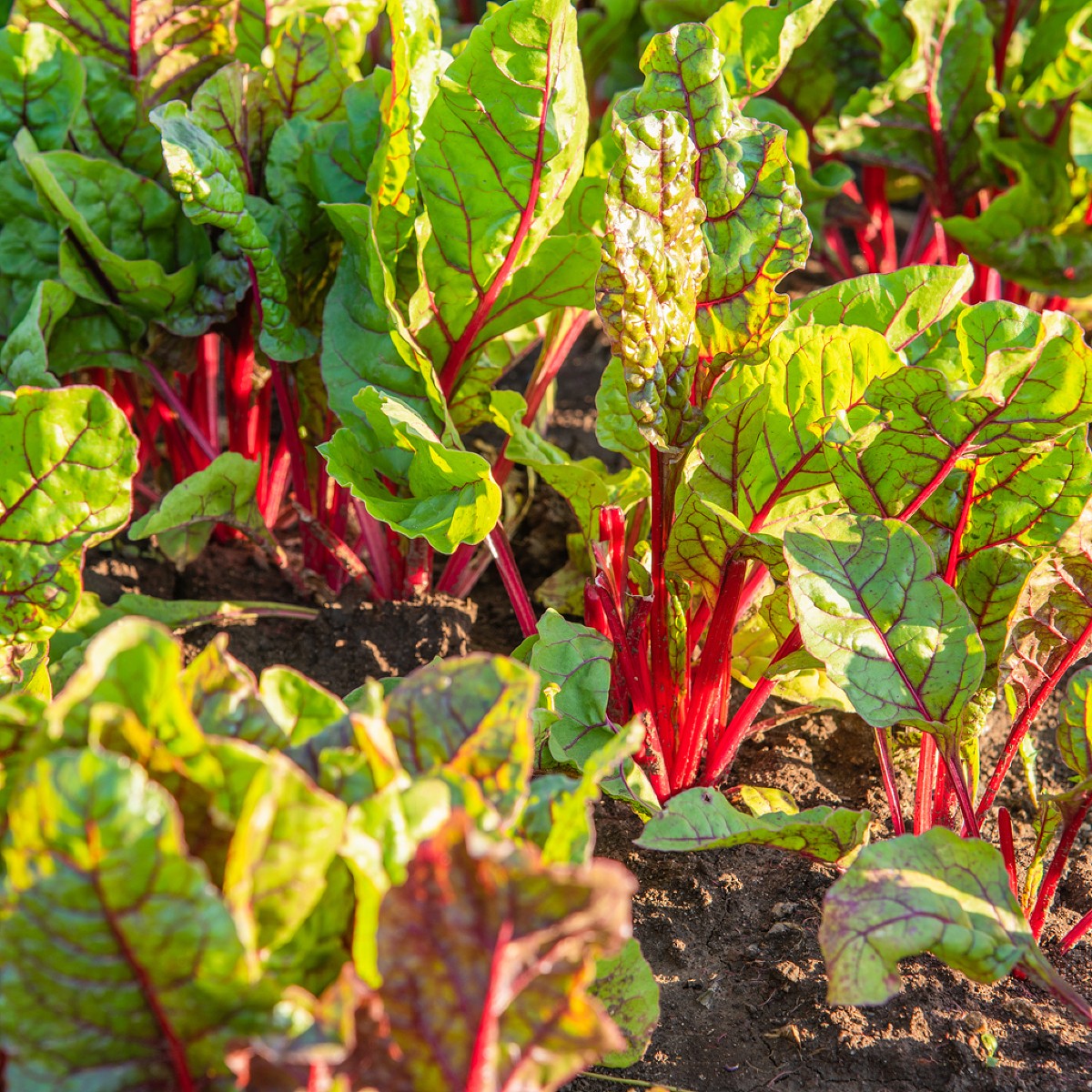 HERITAGE - Five Color Silver Beet Seeds