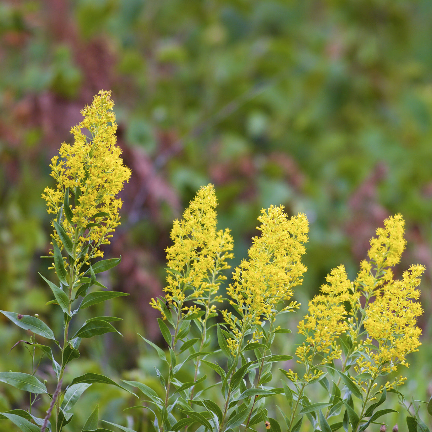 goldenrod herbicide Goldenrod Showy Seeds (Solidago Speciosa)