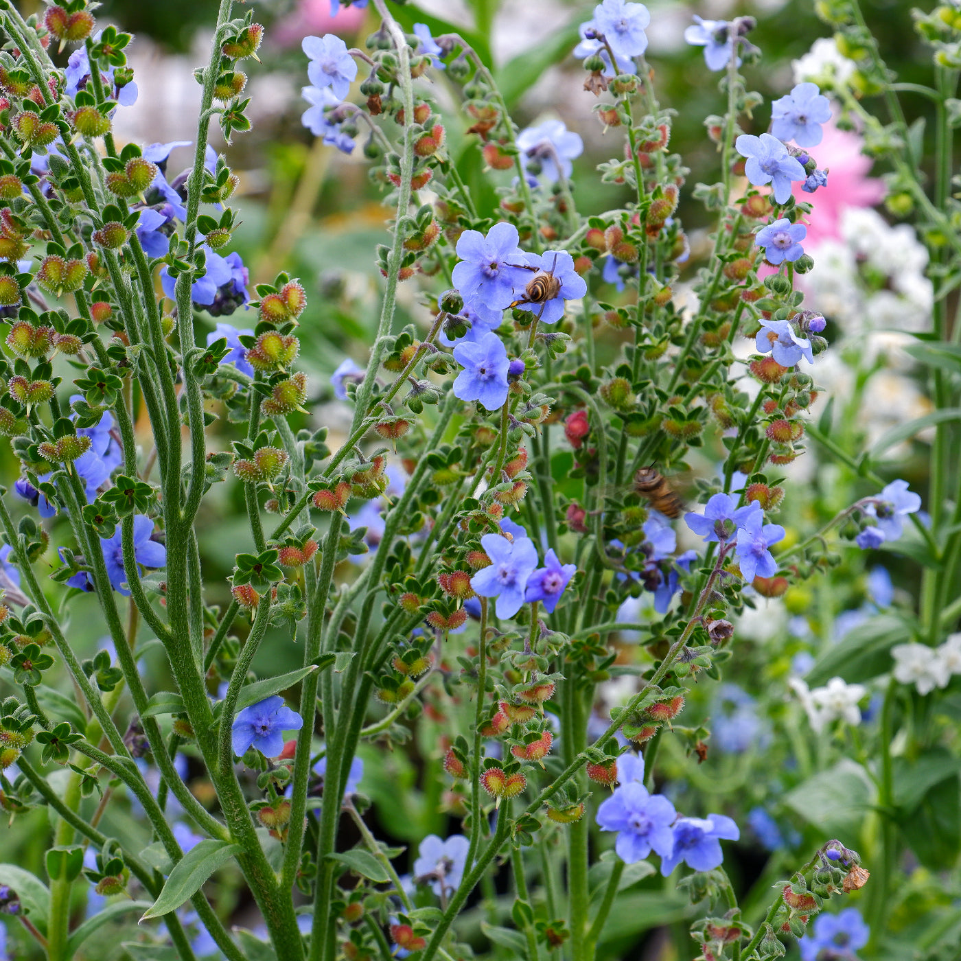 a plant that makes seeds but not flowers would be Chinese Forget Me Not Seeds (Cynoglossum amabile) – Vermont Wildflower Farm