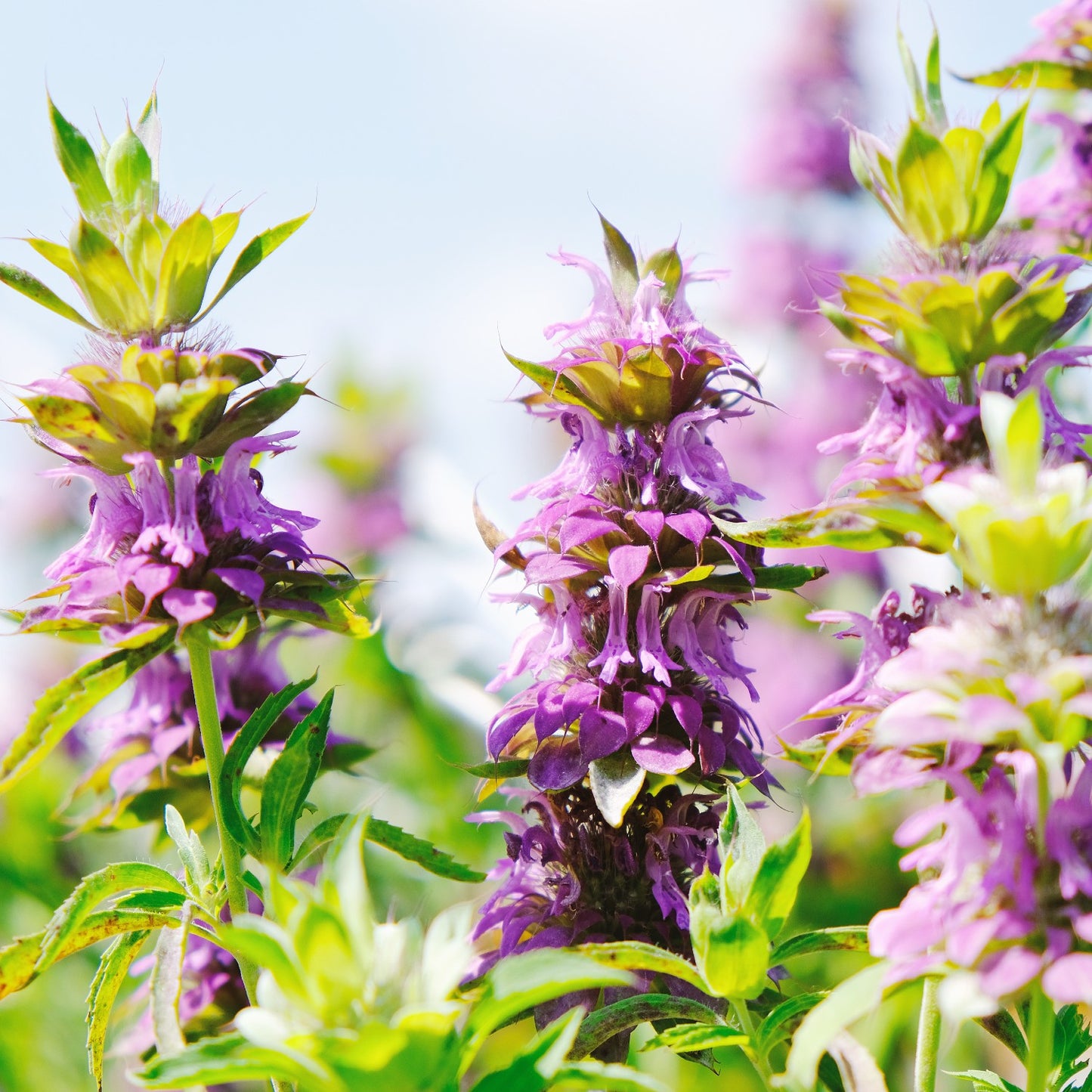 Downy Wood Mint Seeds