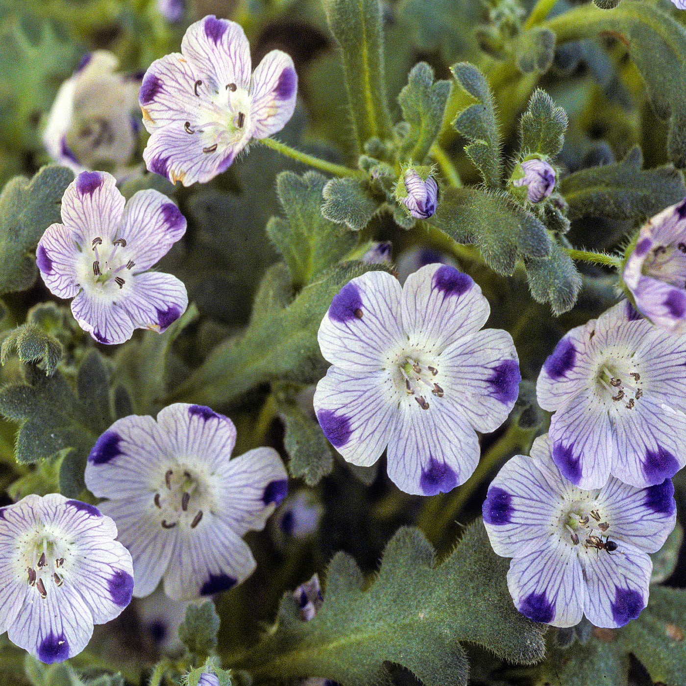 unique flower seeds Five Spot Seeds (Nemophila Maculata)