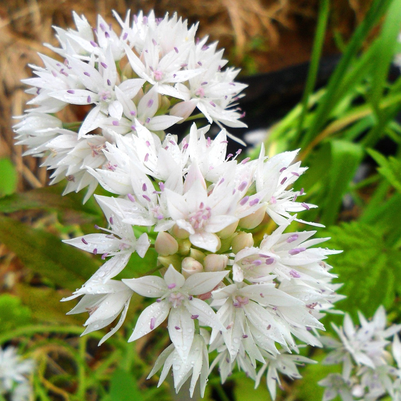 Allium Bulb Graceful Beauty