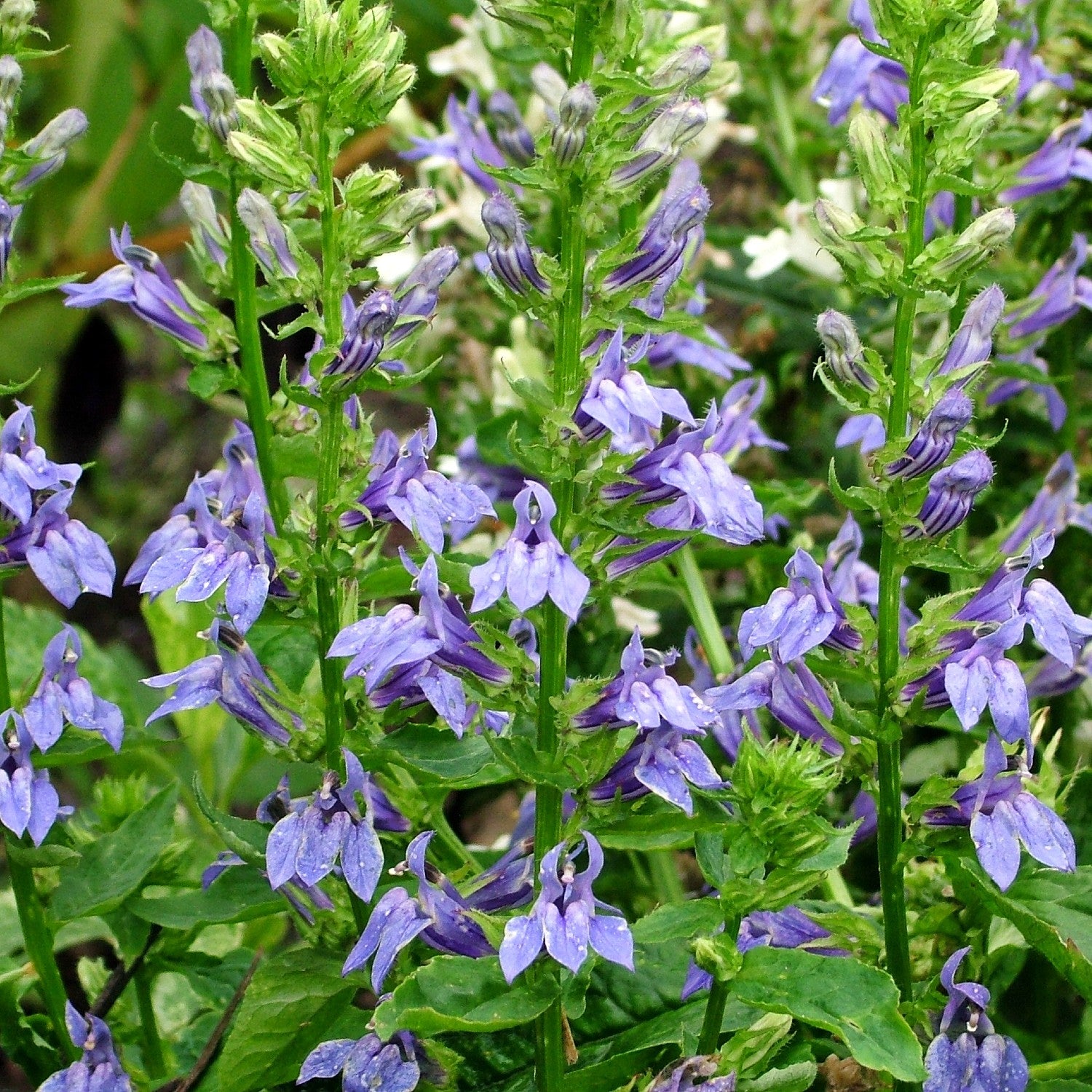 lobelia planting from seed Great Blue Lobelia Seeds (Lobelia siphilitica)
