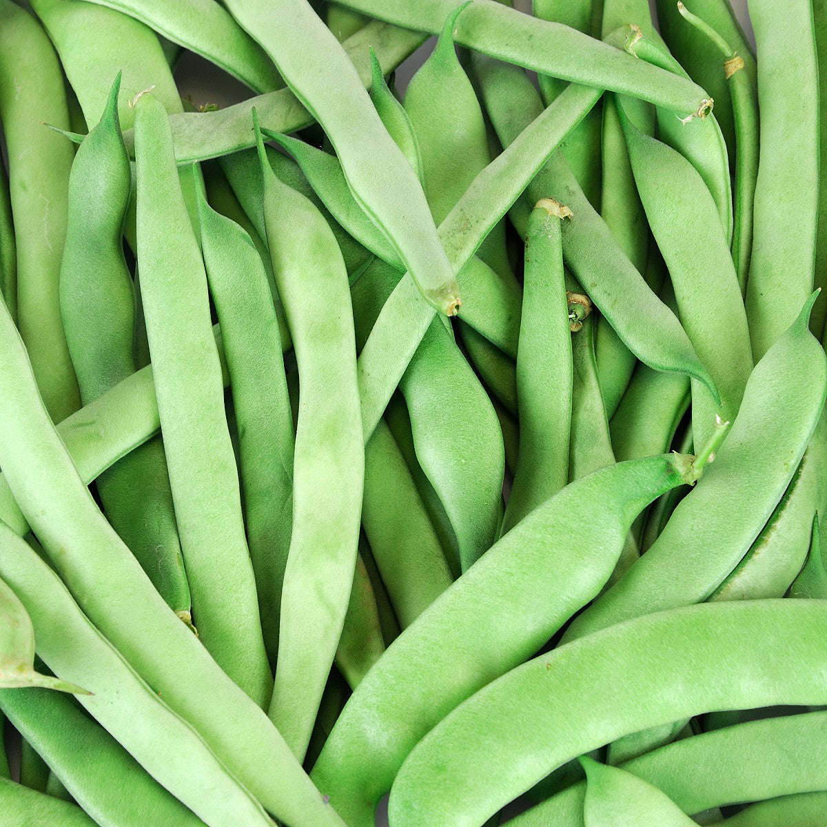 HERITAGE Pole Beans - Old Homestead Seeds