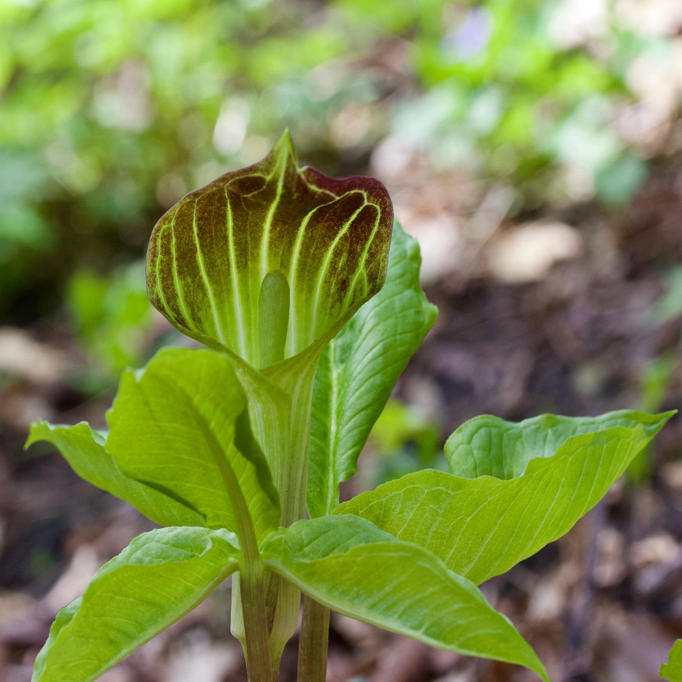 Jack-in-the-Pulpit