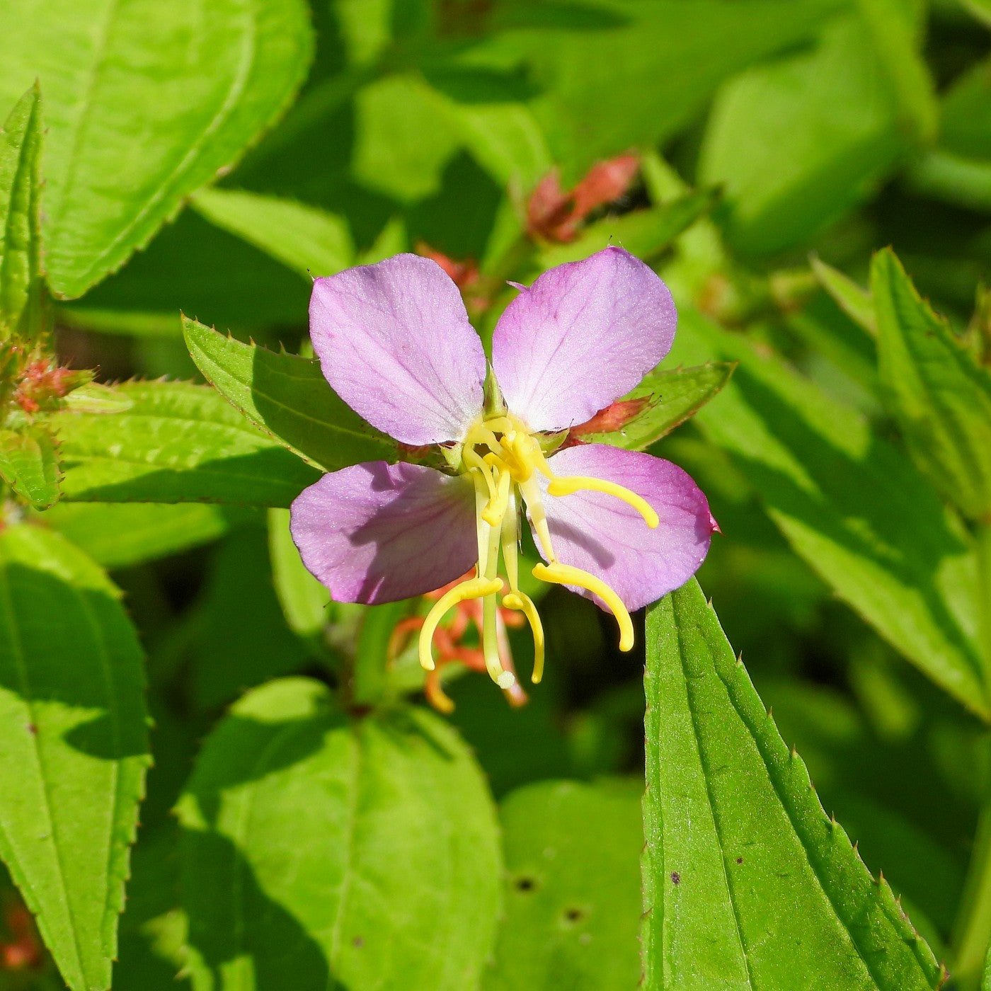 Meadow Beauty Seeds (Rhexia virginica)