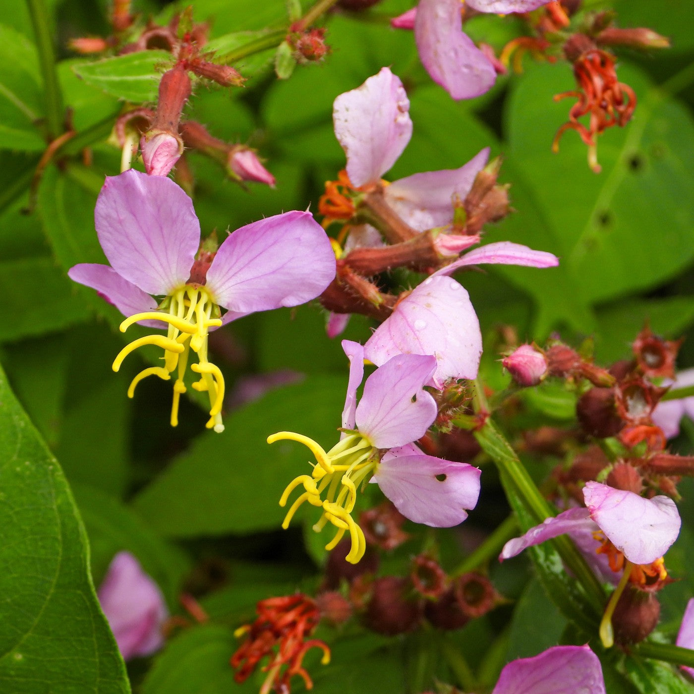 virginia wild flower seeds Meadow Beauty Seeds (Rhexia Virginica)