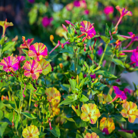 Mirabilis jalapa 'Four O'Clocks' Mix