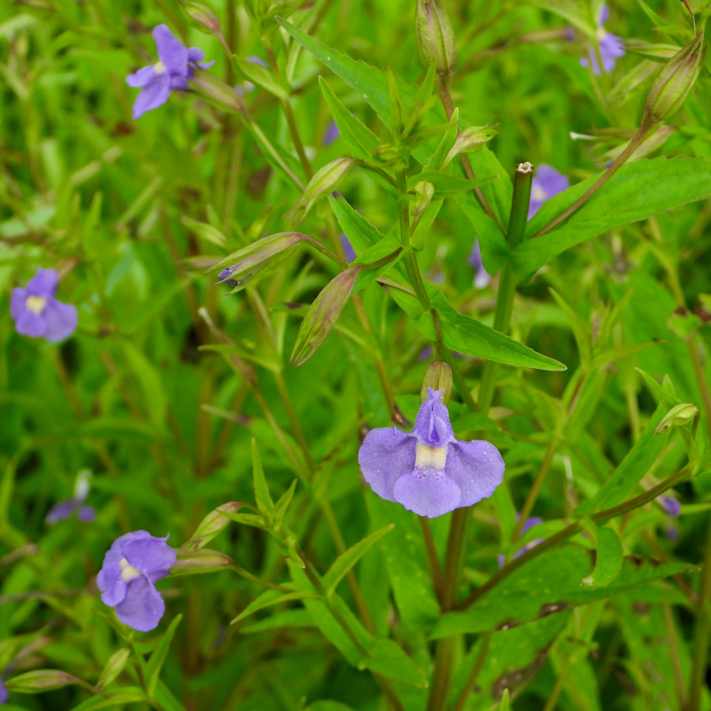 Monkey Flower Seeds (Mimulus ringens)