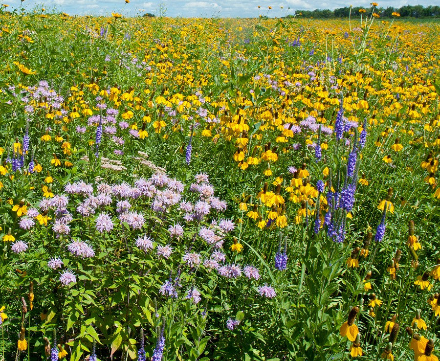 Native Perennial Wildflower Seed Mix